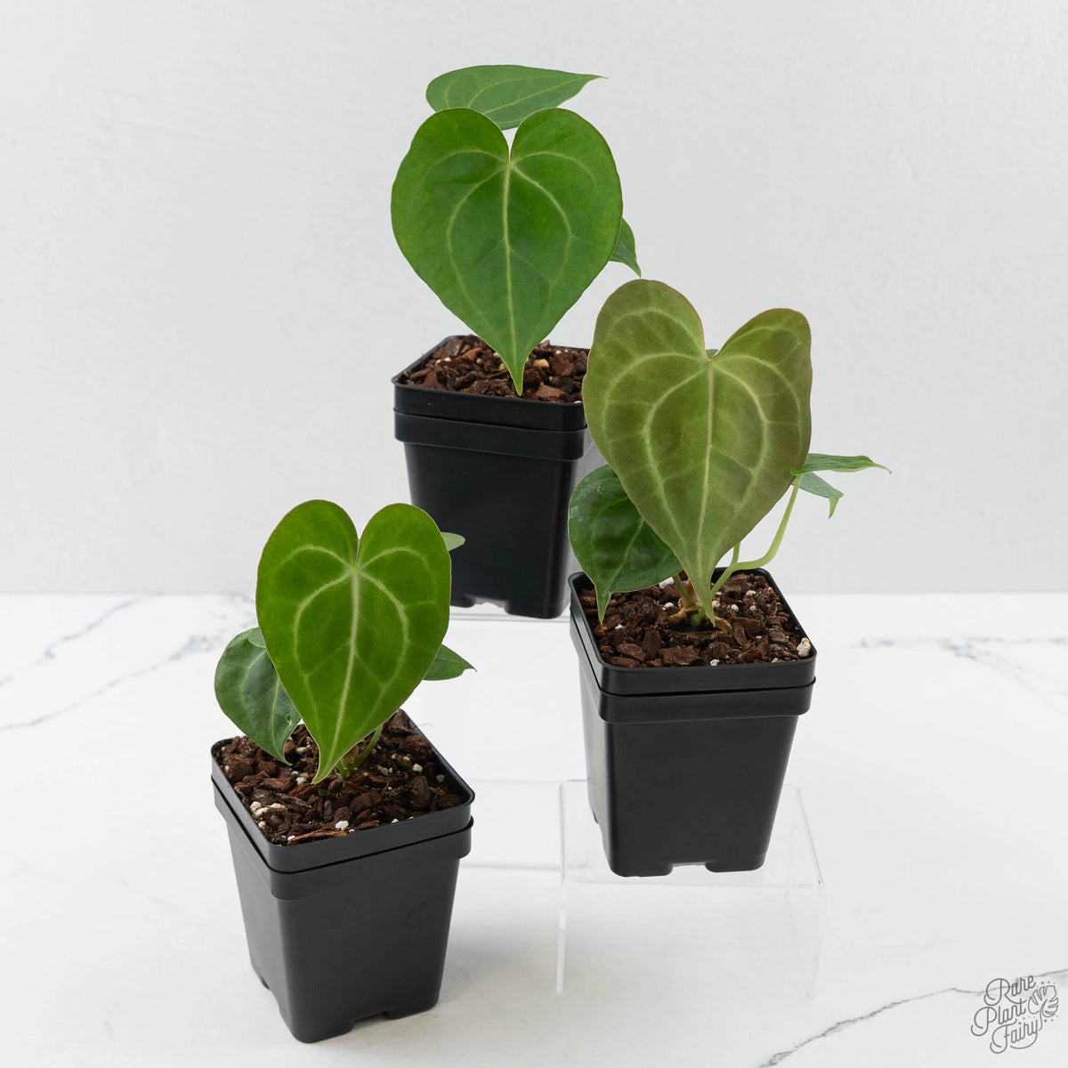 Anthurium 'Clarinervium' Heart-Shaped Houseplant