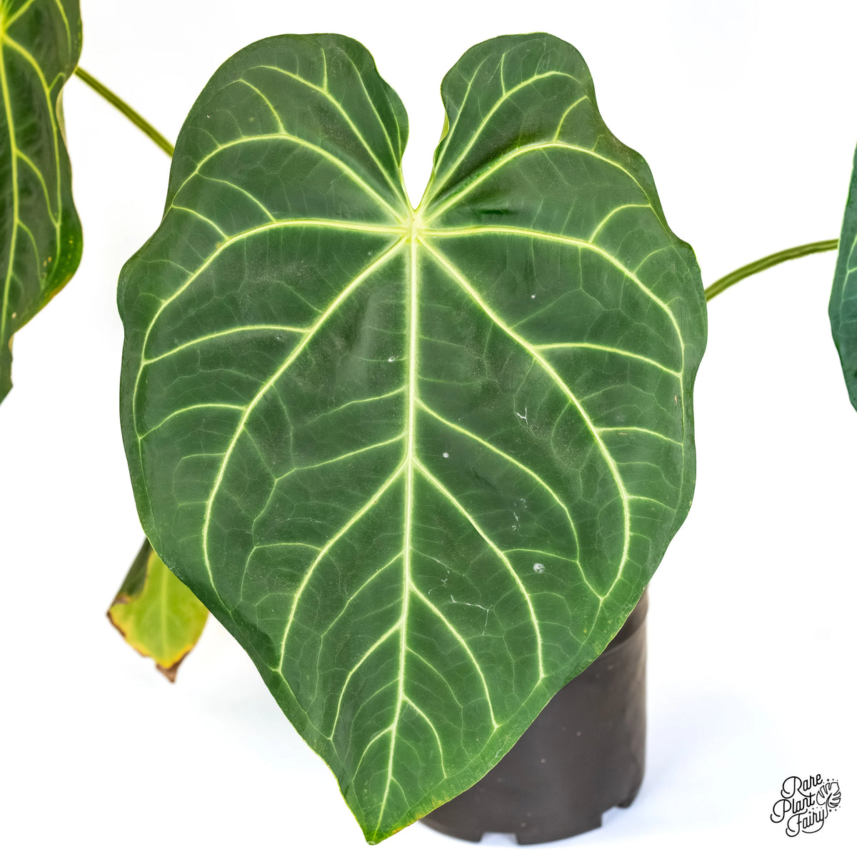 Anthurium magnificum heart-shaped leaf with pale veins