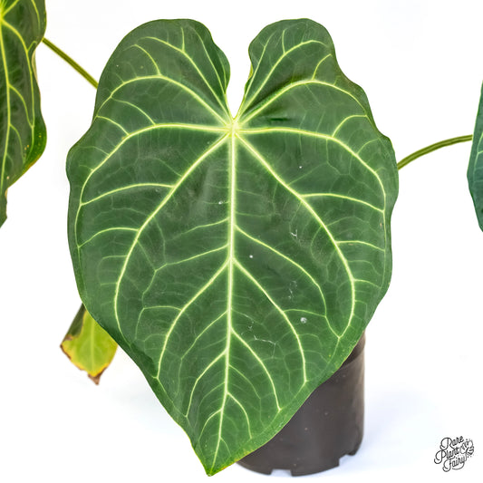Anthurium magnificum heart-shaped leaf with pale veins