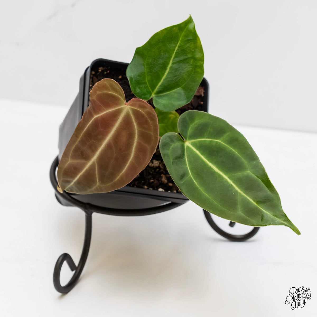 Anthurium Magnificum Colombian Aroid with Large Heart-Shaped Leaves