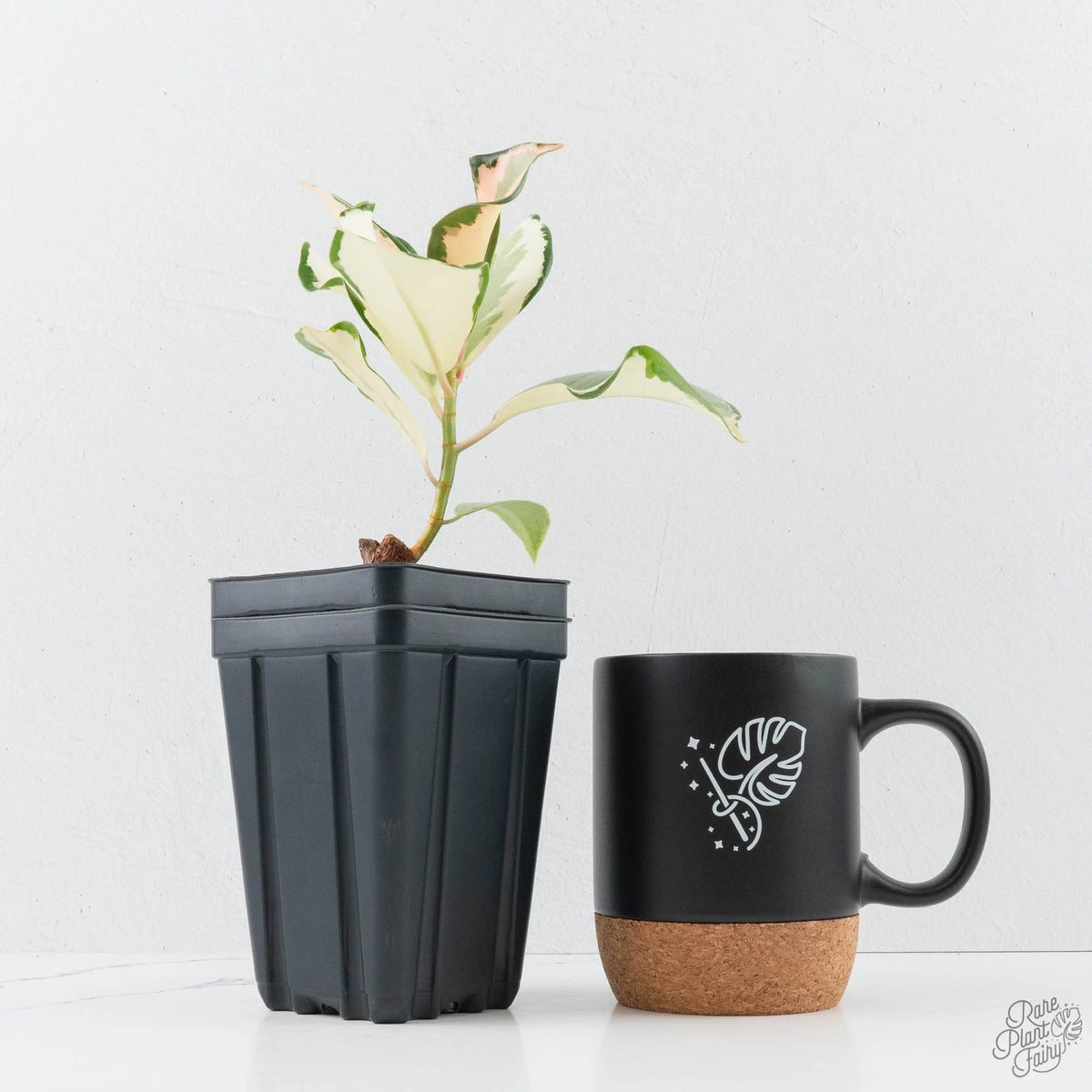 Ficus Elastica Asahi variegated rubber plant in nursery pot