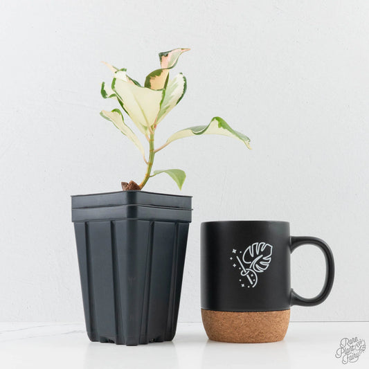 Ficus Elastica Asahi variegated rubber plant in nursery pot
