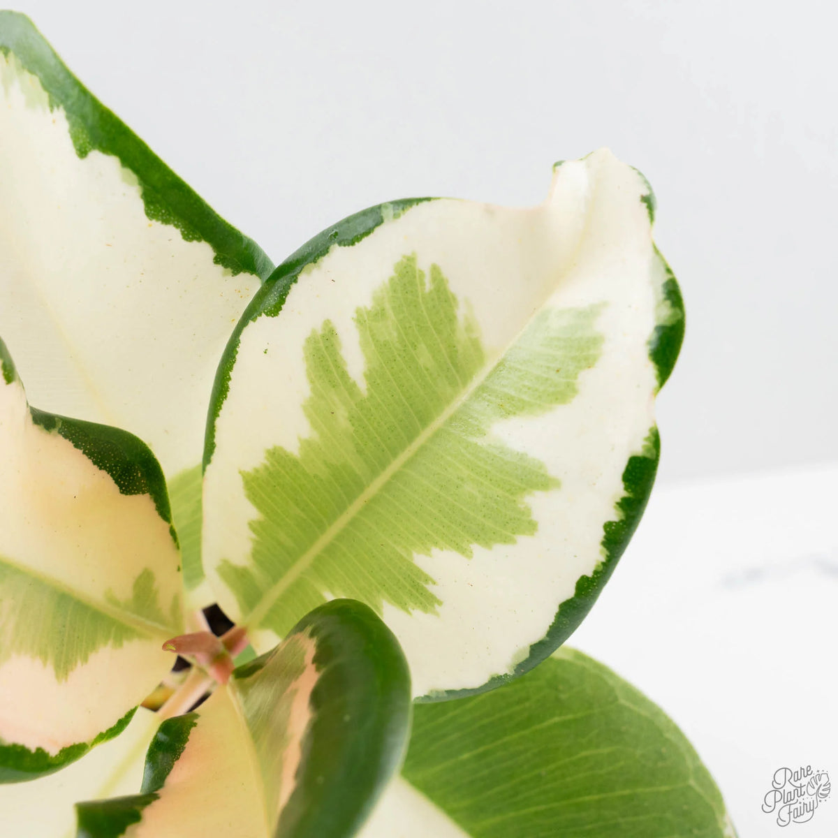 Ficus Elastica cv. 'Asahi' Rubber Plant