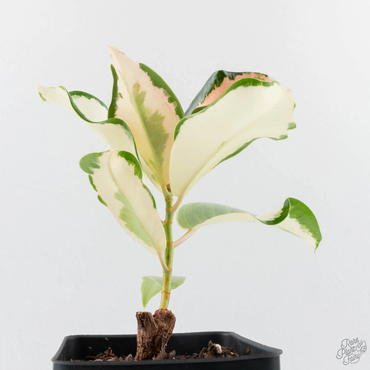 Ficus Elastica cv. 'Asahi' Rubber Plant