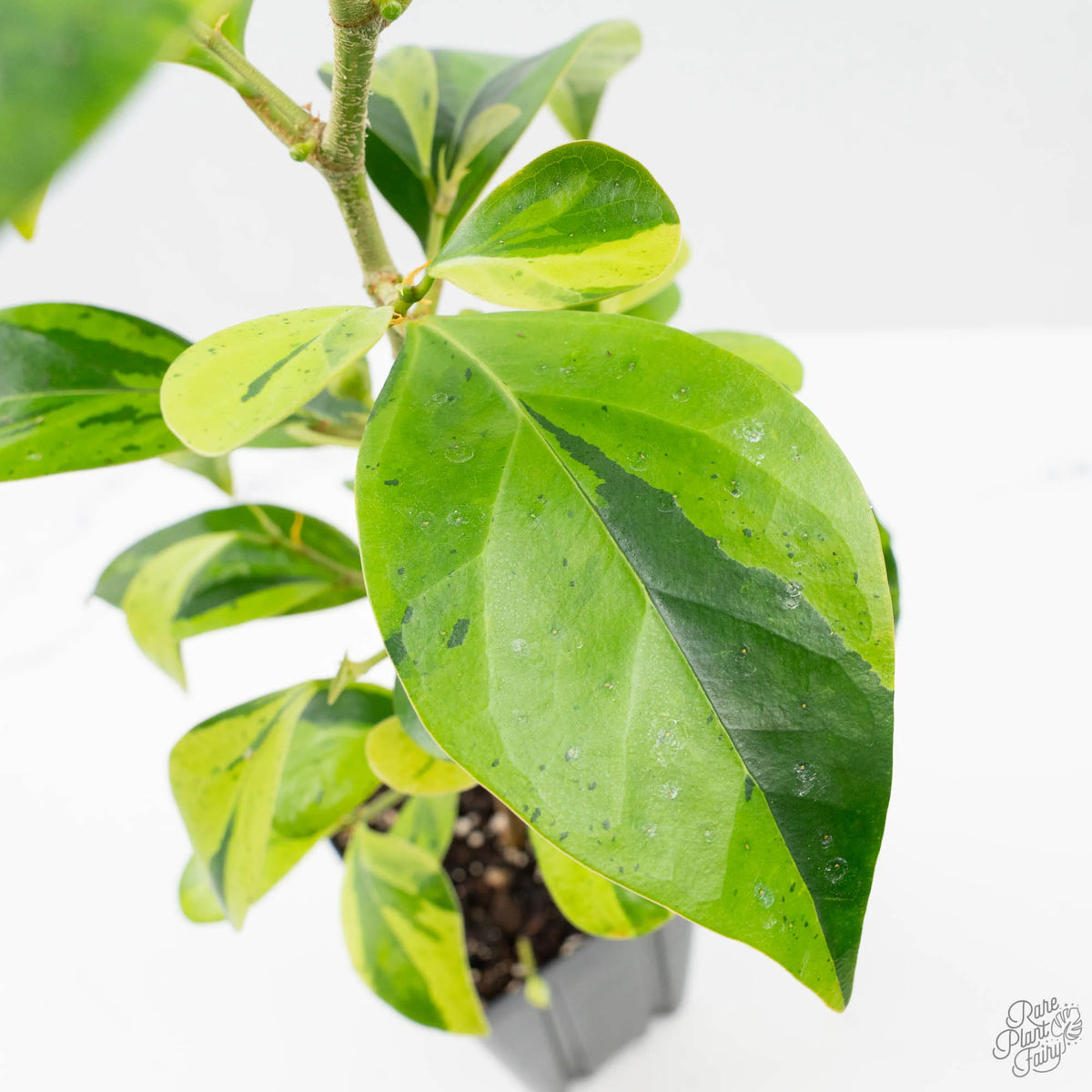 Ficus 'Electrolyte' Variegated Houseplant