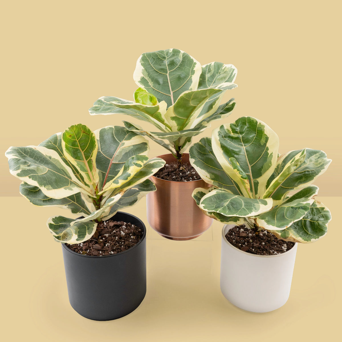 Variegated fiddle leaf fig with cream and green leaves in pots