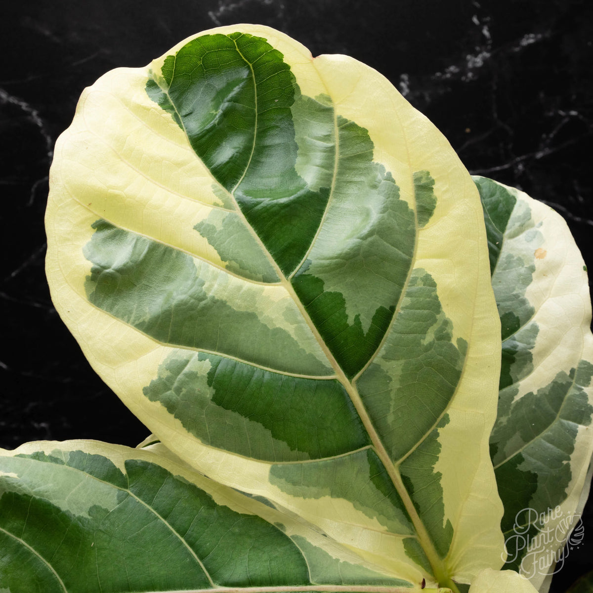 Ficus Lyrata Variegated – Variegated Fiddle Leaf Fig Live Plant