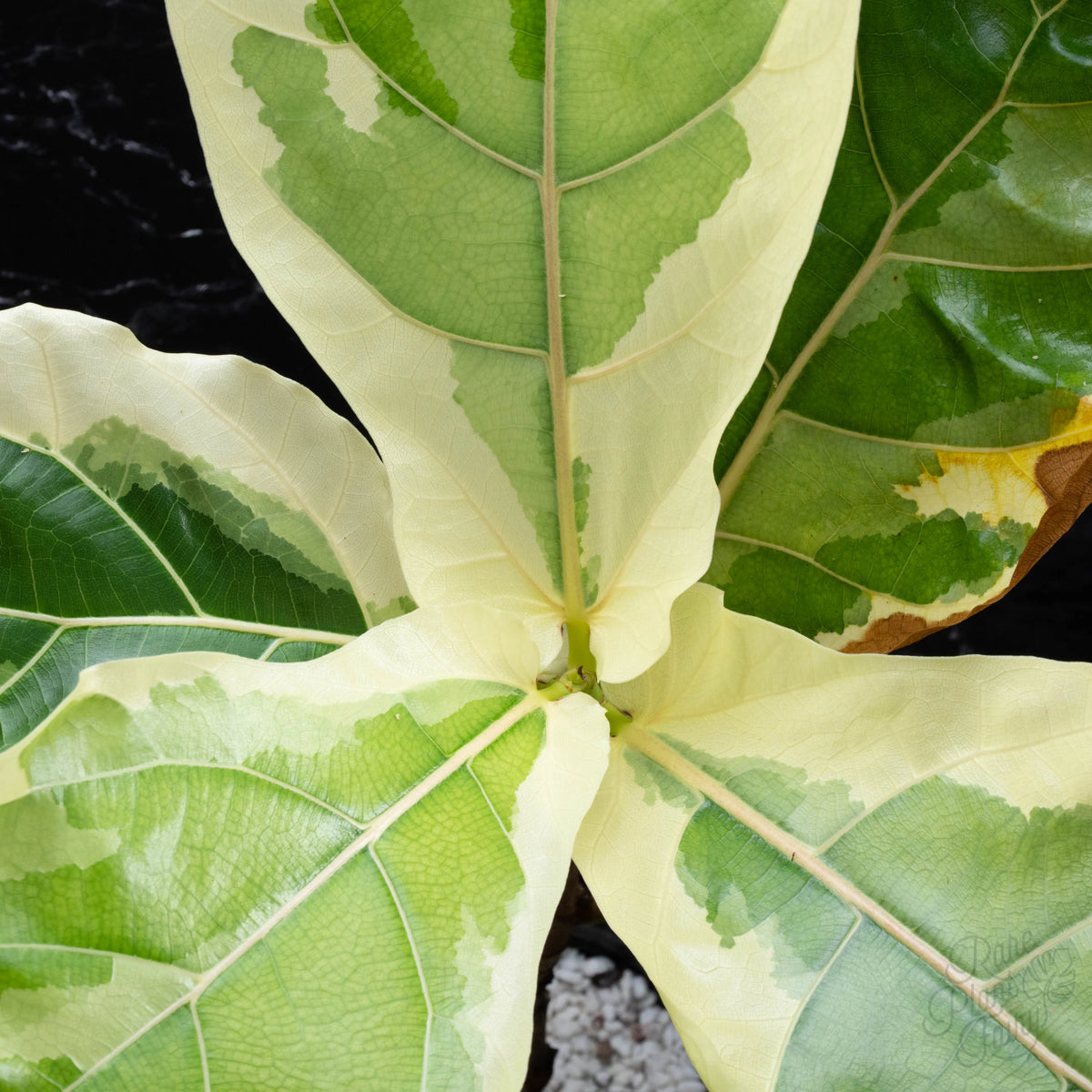 Ficus Lyrata Variegated – Variegated Fiddle Leaf Fig Live Plant