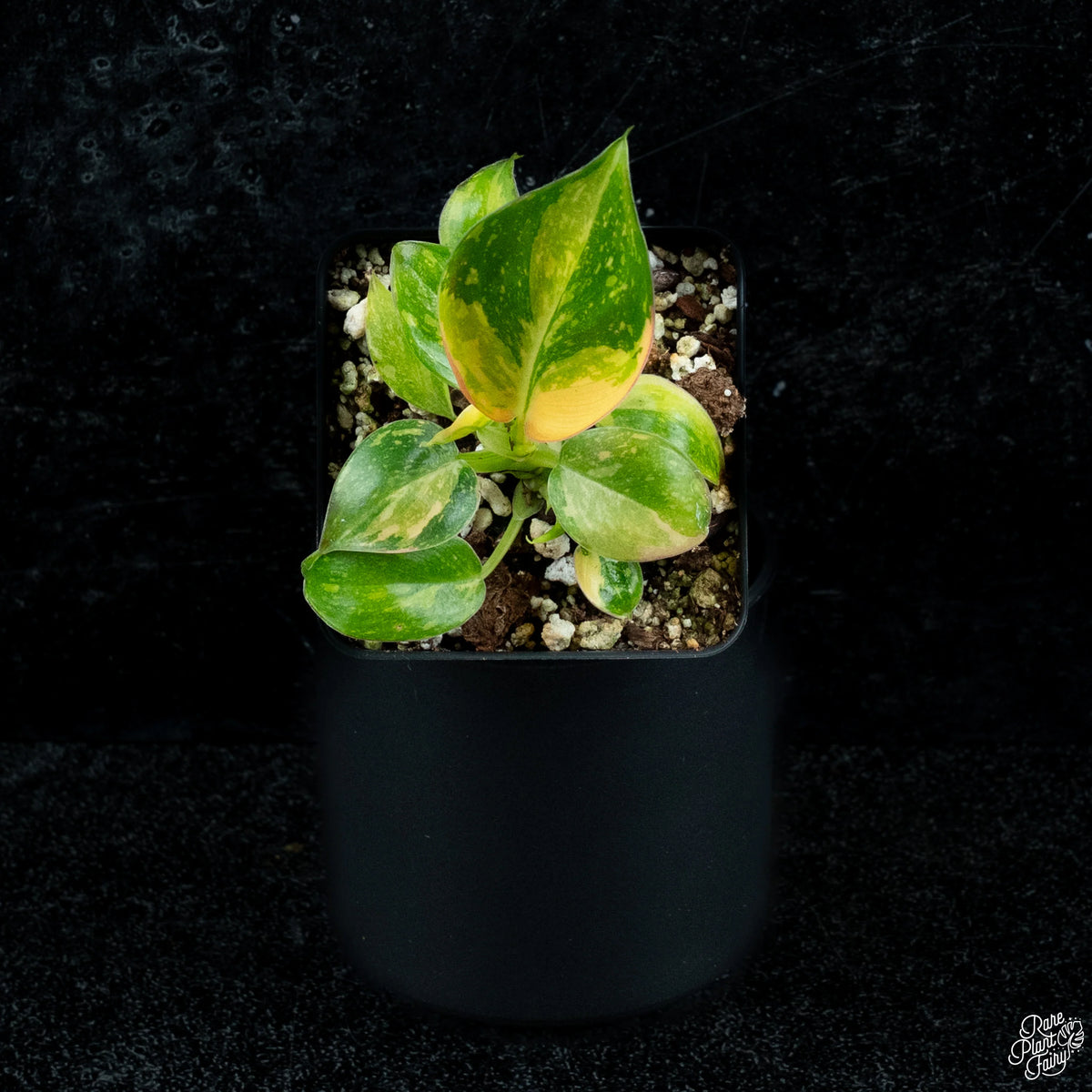 Variegated green philodendron with cream-green leaves