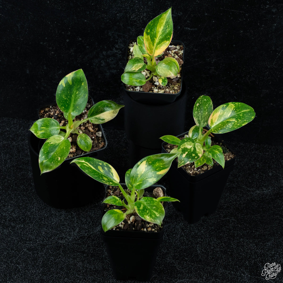Green Congo Nuclear Variegated Philodendron