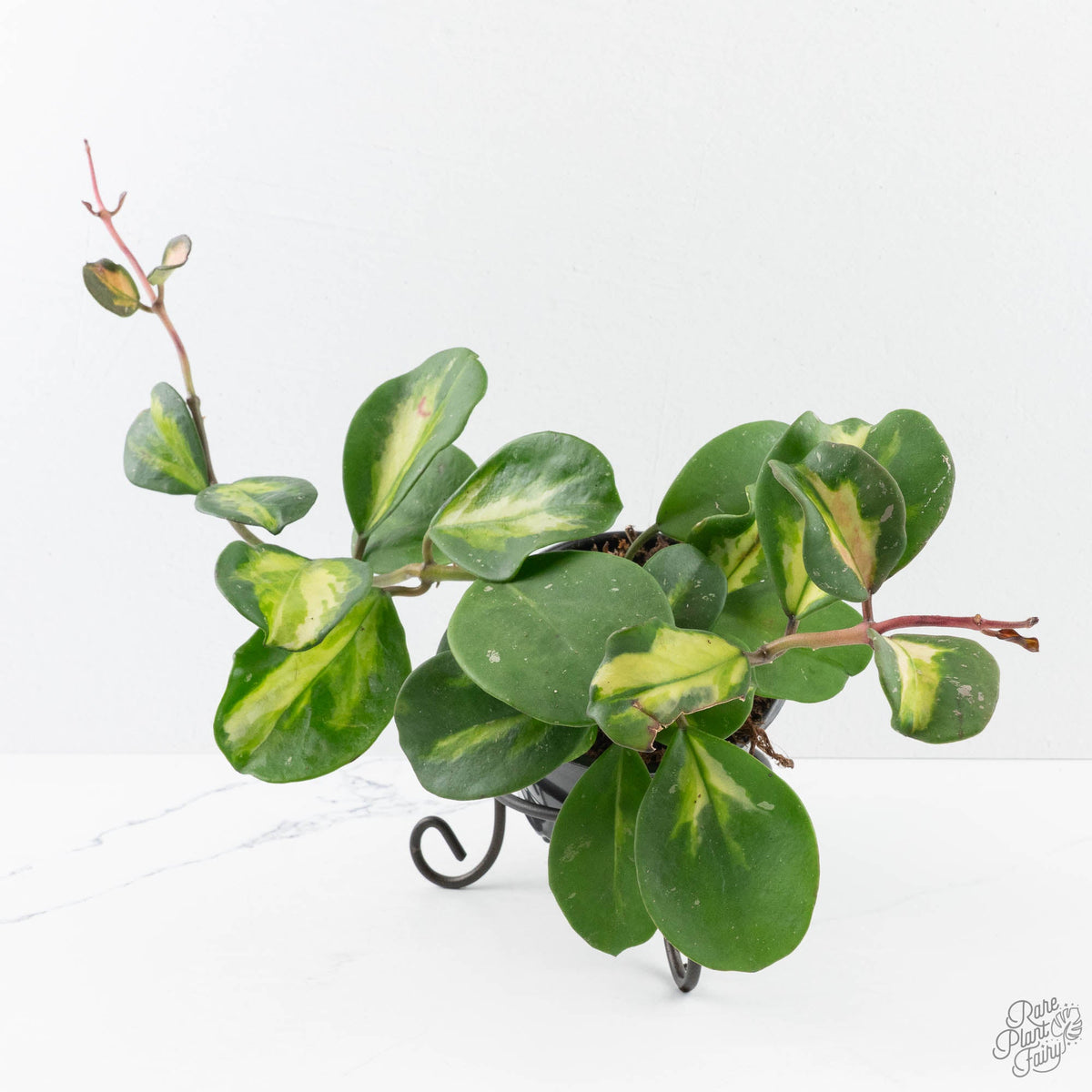 Hoya Obovata Inner Variegated plant with cream-centred green leaves on a trellis