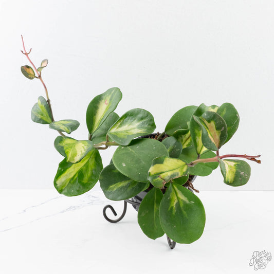 Hoya Obovata Inner Variegated plant with cream-centred green leaves on a trellis