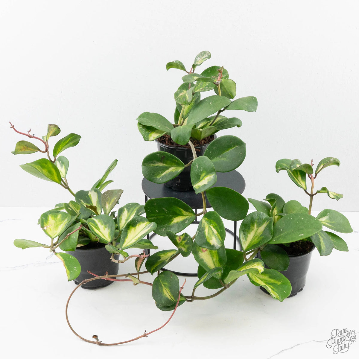 Hoya Obovata Inner Variegated Semi-Succulent Plant with Cream-Centred Foliage