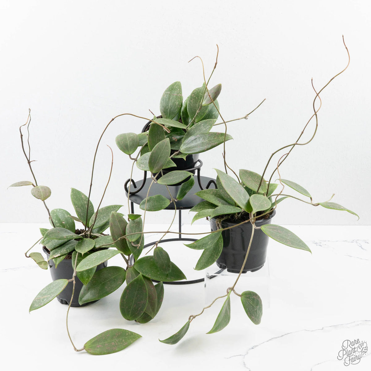 Hoya Wibergiae Pink Splash — Silver-Speckled Epiphytic Vine