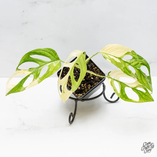 Monstera Adansonii Albo Variegated Large Form with cream and green variegated fenestrated leaves