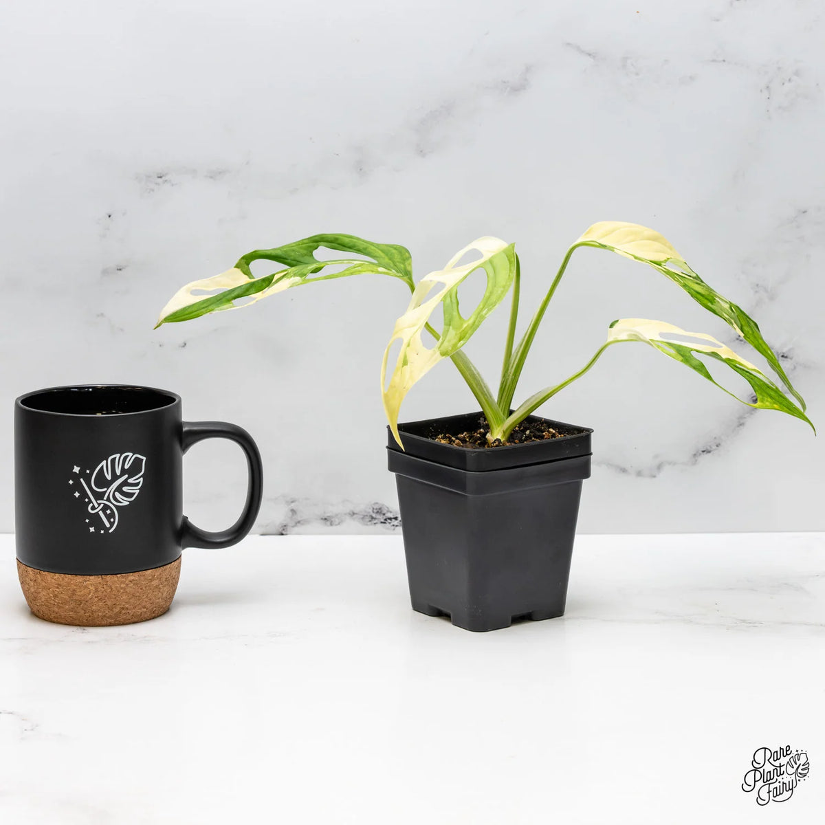Memory Plants Monstera Adansonii Albo Variegated (Large Form) Live Plant