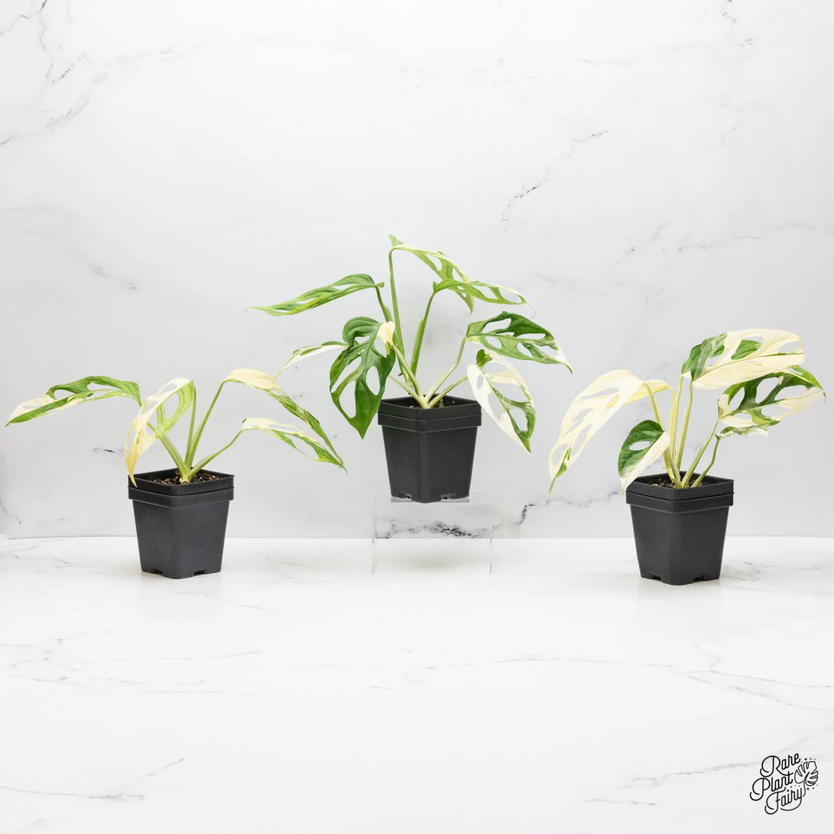 Memory Plants Monstera Adansonii Albo Variegated (Large Form) Live Plant