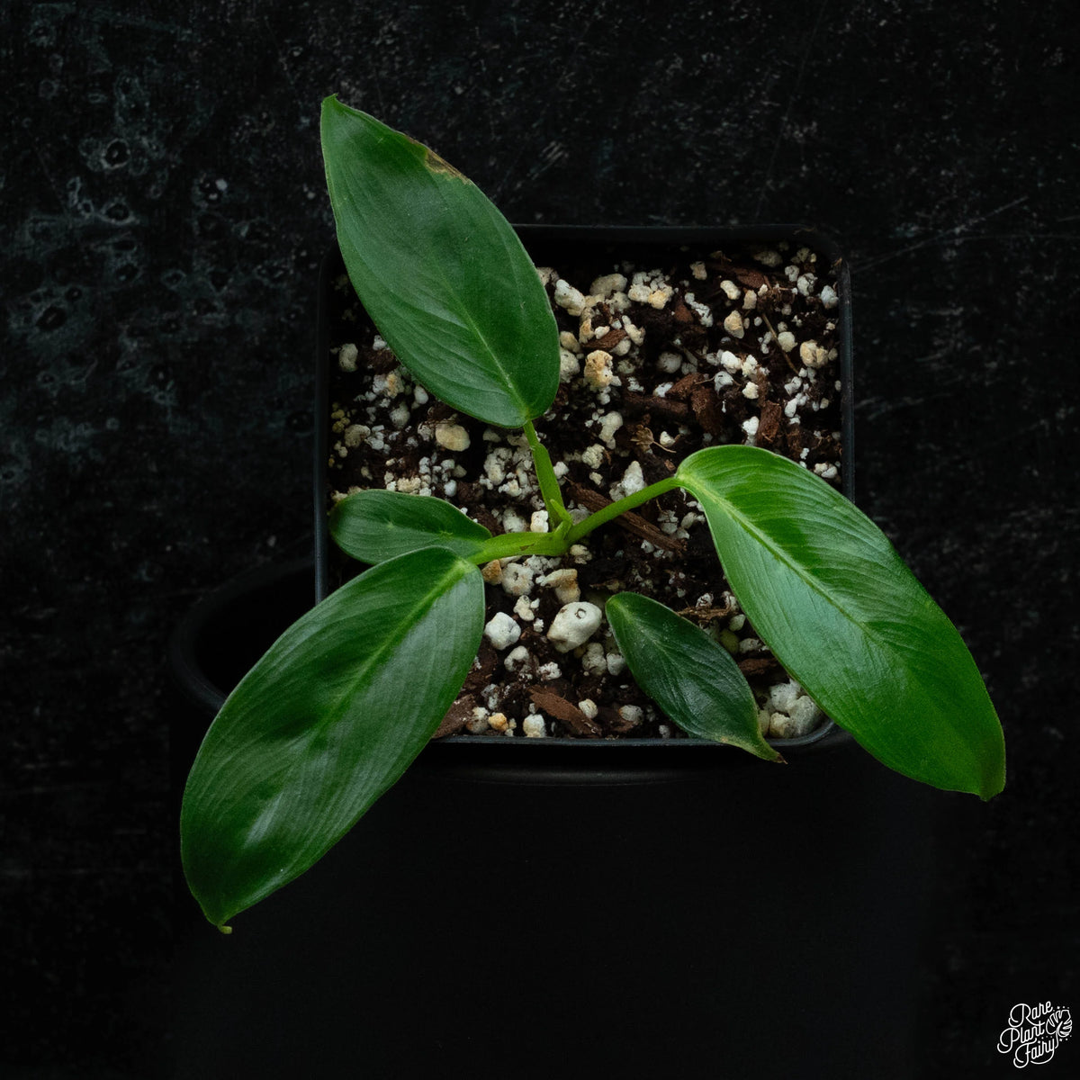 Young Philodendron Patriciae plant in a nursery pot
