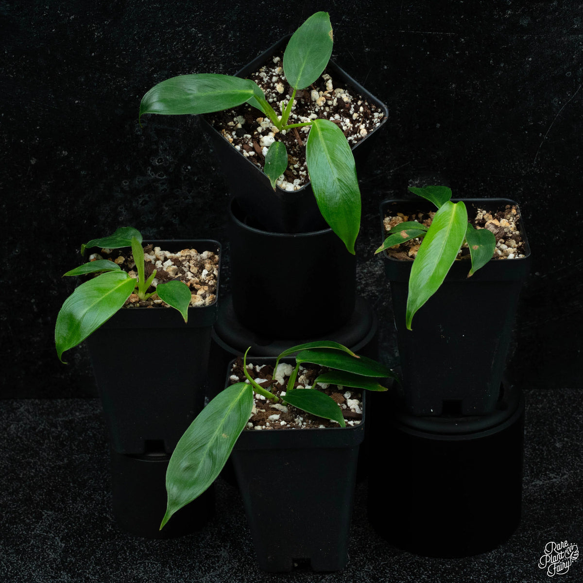 Philodendron Patriciae — Vining Aroid with Rippled Pendulous Foliage