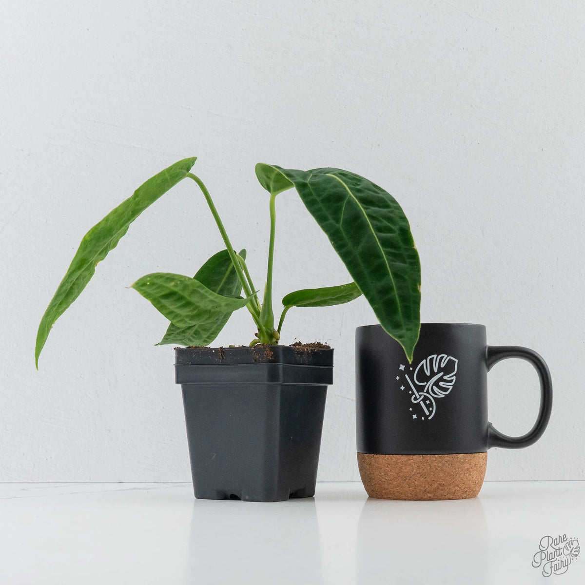 Queen Anthurium (Anthurium warocqueanum) Deep Green Velvet Foliage