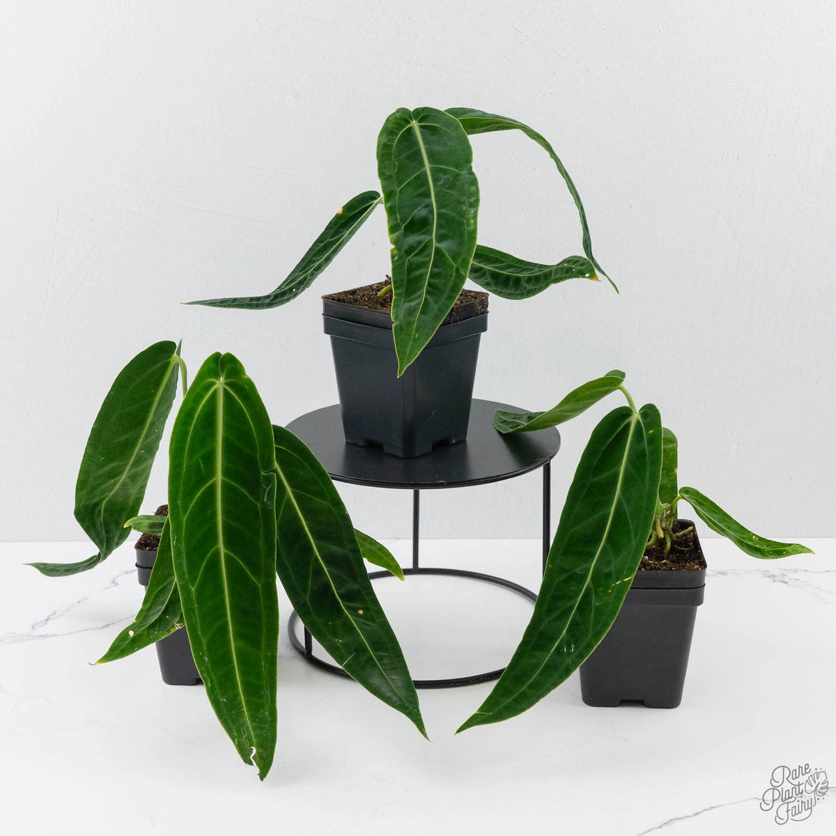 Queen Anthurium (Anthurium warocqueanum) Deep Green Velvet Foliage