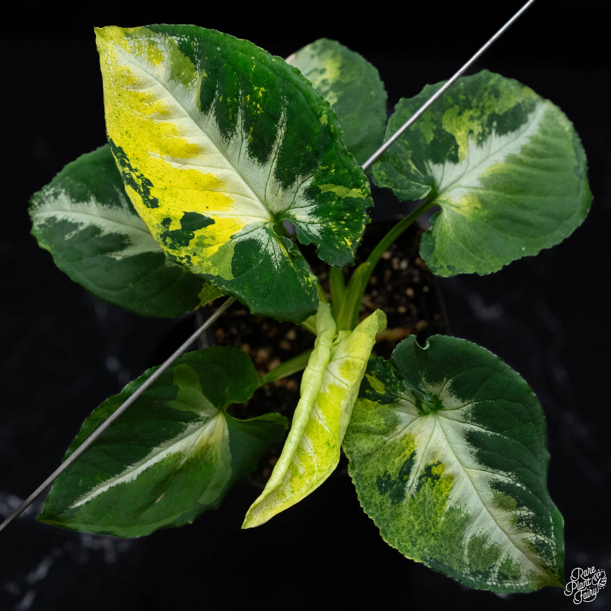 Syngonium 'Scrambled Eggs' variegated arrow-shaped leaves
