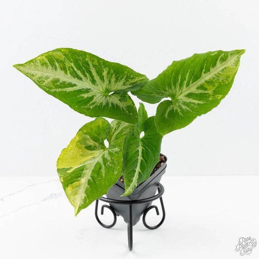 Syngonium 'Scrambled Eggs' Variegated Arrow-Leaf Houseplant
