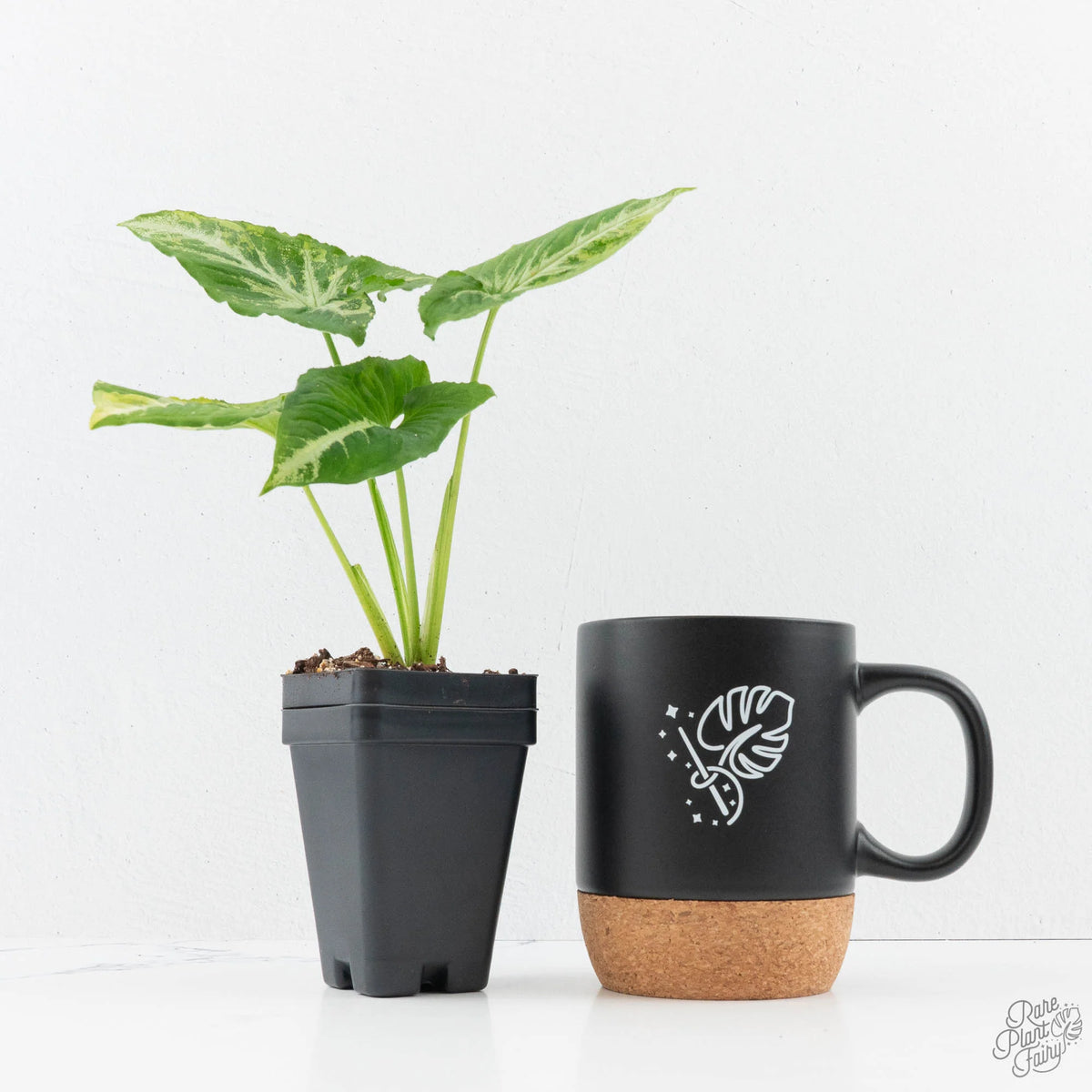 Syngonium 'Scrambled Eggs' Variegated Arrow-Leaf Houseplant
