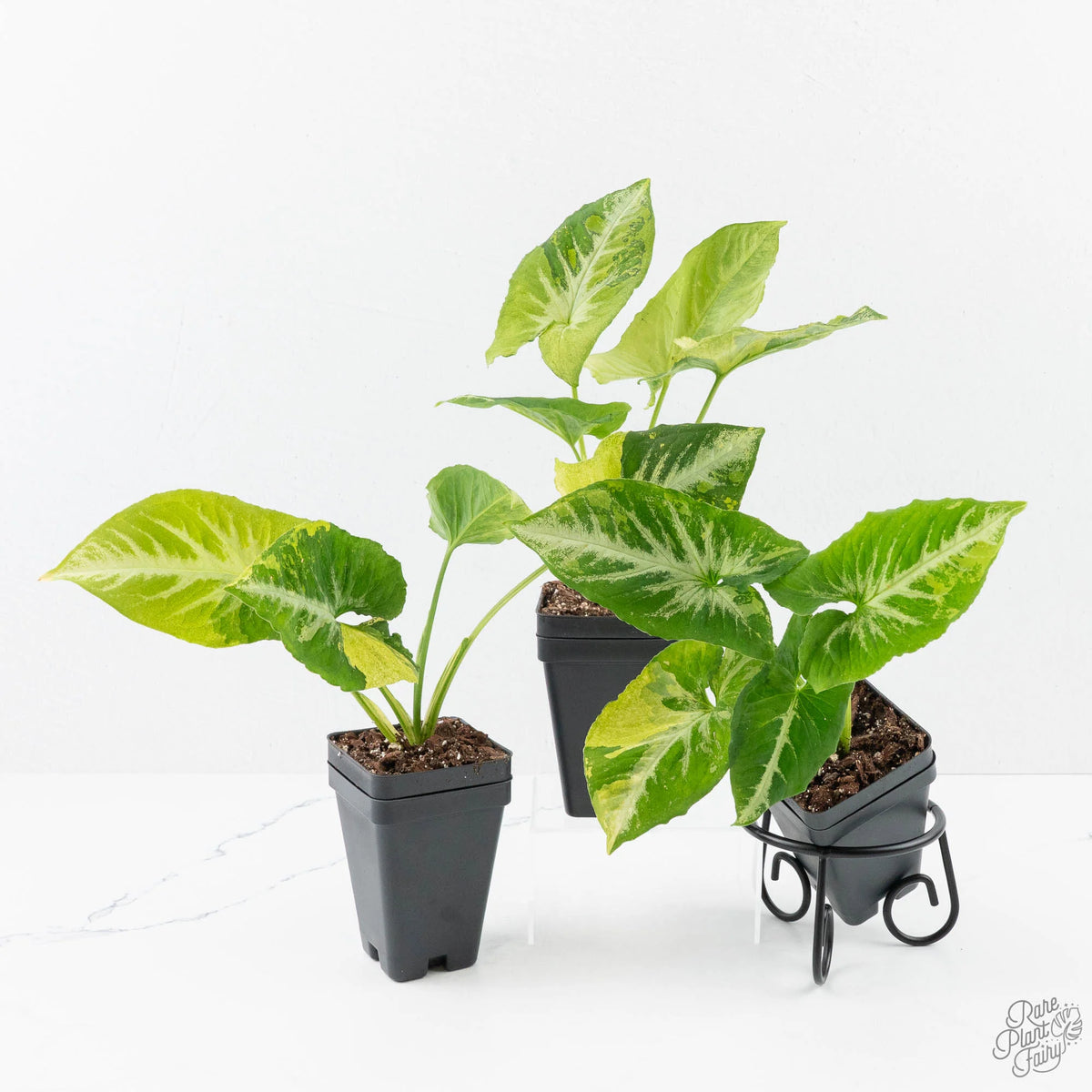 Syngonium 'Scrambled Eggs' Variegated Arrow-Leaf Houseplant