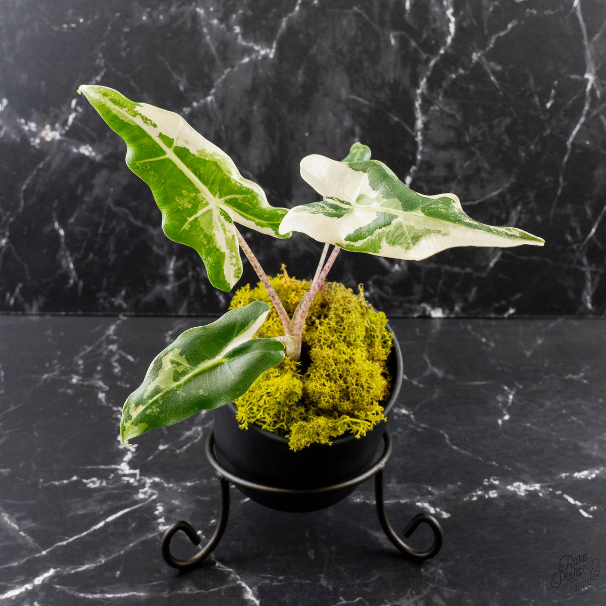 Variegated Alocasia Sarian Albo plant with green and creamy white leaves