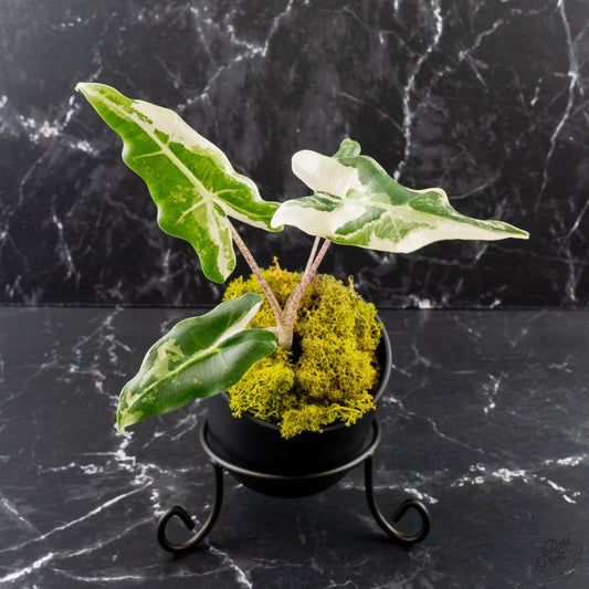 Variegated Alocasia Sarian Albo plant with green and creamy white leaves