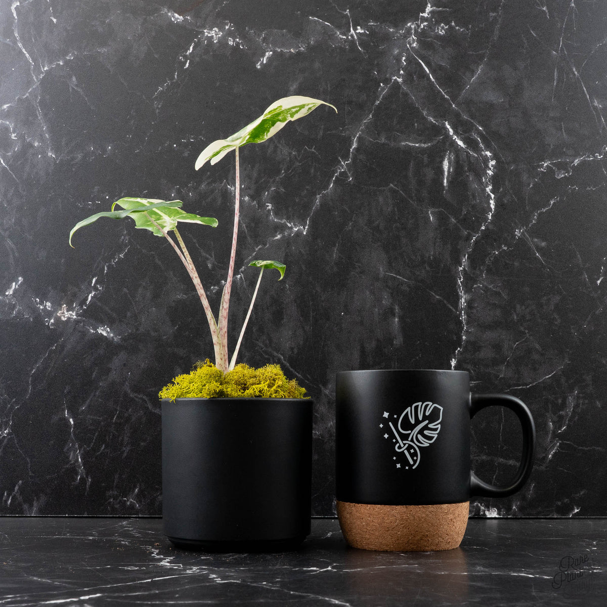Variegated Albo Alocasia Sarian Hybrid Plant