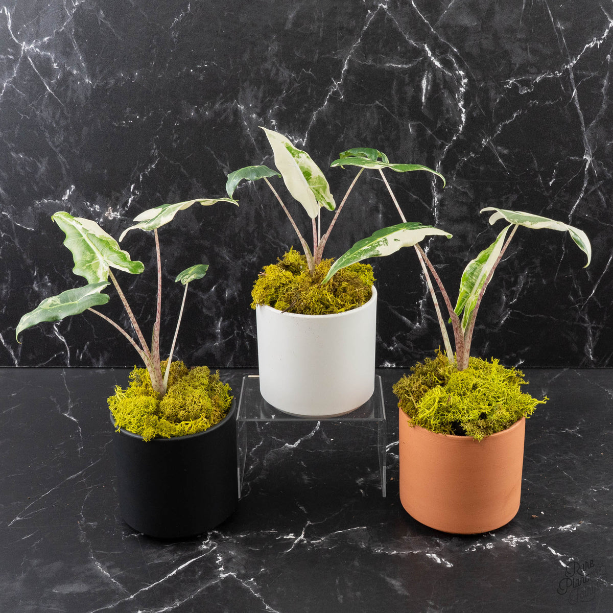 Variegated Albo Alocasia Sarian Hybrid Plant