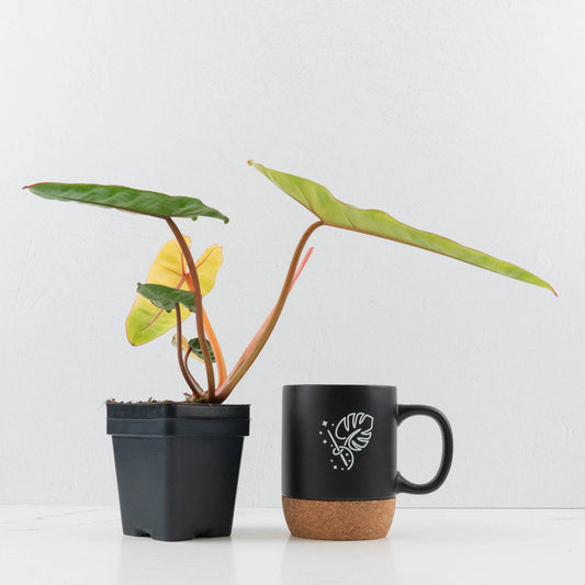 Variegated Philodendron Billietiae Aurea - Grower's Choice