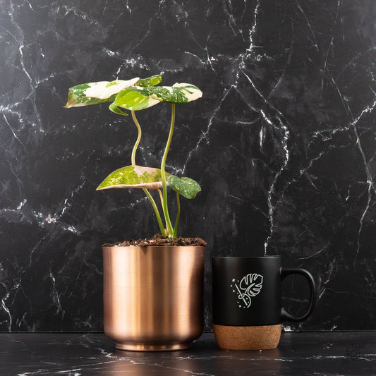 Variegated Philodendron Gloriosum Type 2