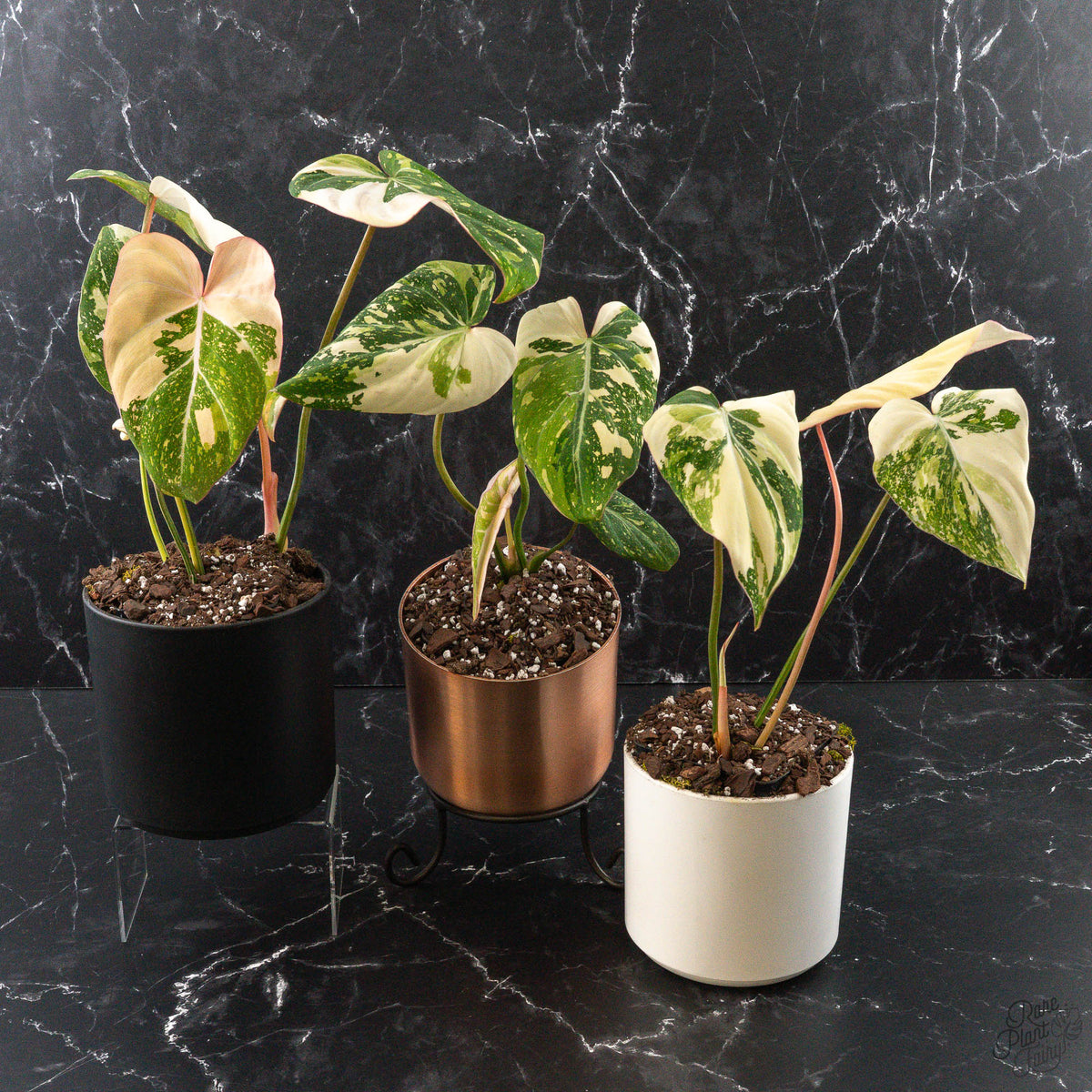 Variegated Philodendron Gloriosum Type 2