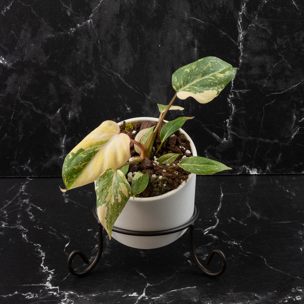 Variegated Philodendron Gloriosum with heart-shaped leaves