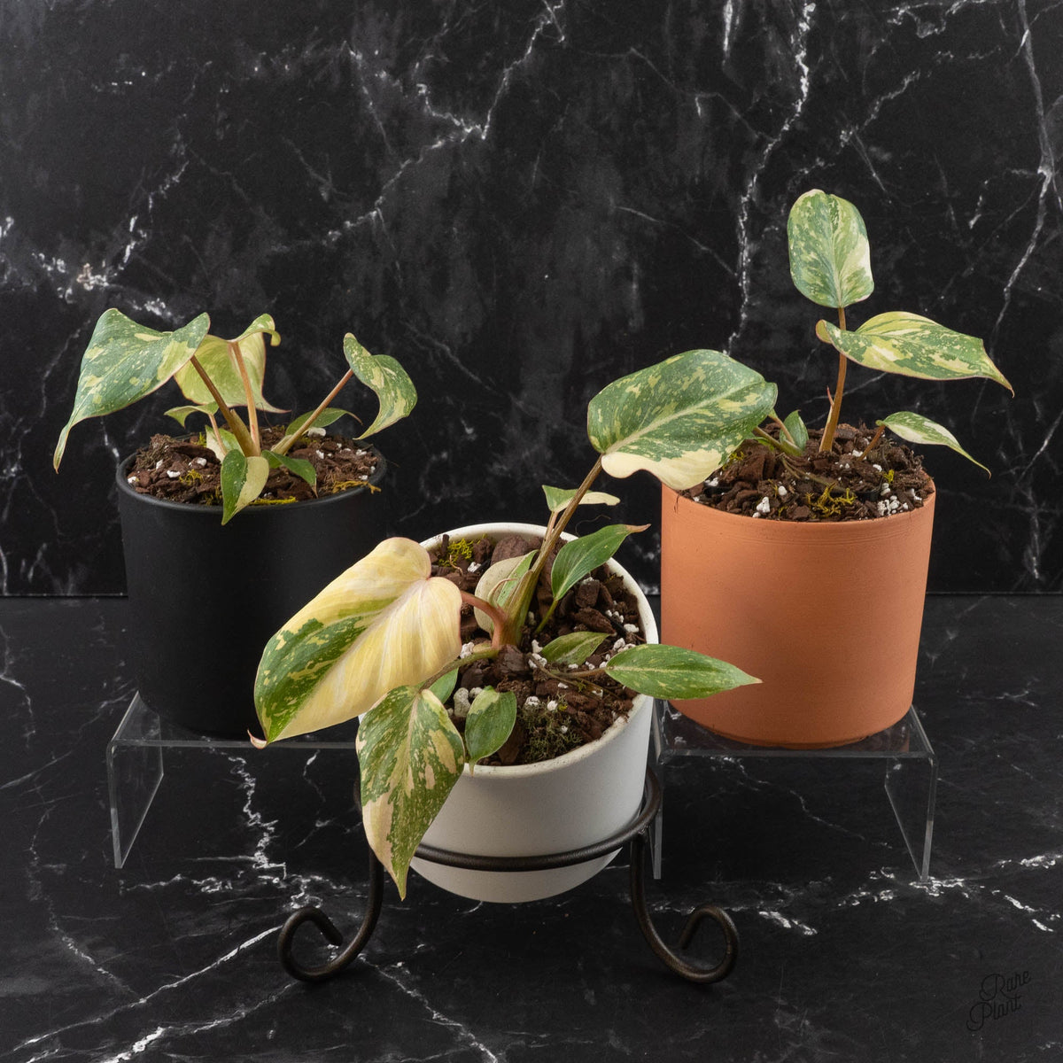 Variegated Philodendron Gloriosum Type 2